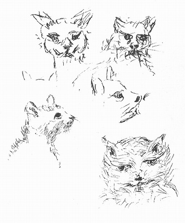 d%20studies%20of%20cats-2.jpg