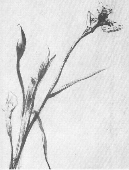 d%20study%20of%20a%20flower.JP