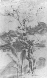 d%20study%20of%20a%20tree.JP