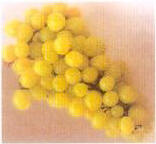 -15_Magic%20of%20Grapes%20as%20Nutrition%20-%202.jpg