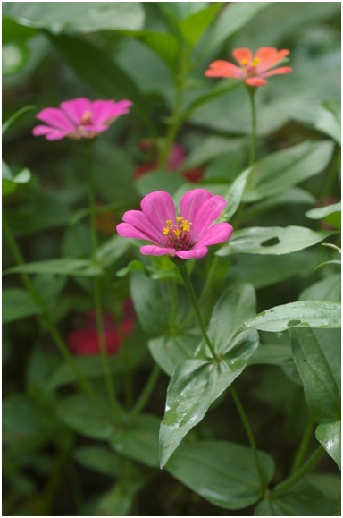 2_Zinnias_1.jpg