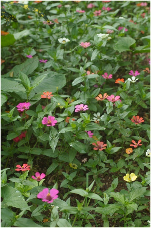2_Zinnias_2.jpg