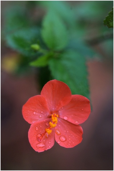 Hibiscus_1_02.jpg
