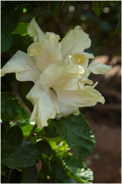 Hibiscus_2_01.jpg