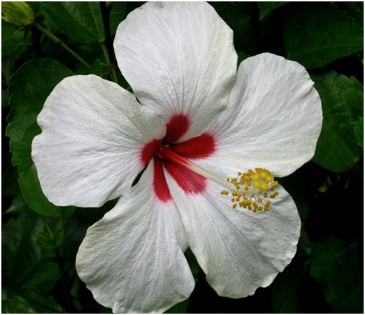 Hibiscus_2_02.jpg