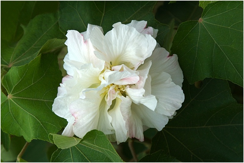 Hibiscus_2_04.jpg