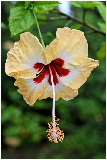 Hibiscus_3_01.jpg