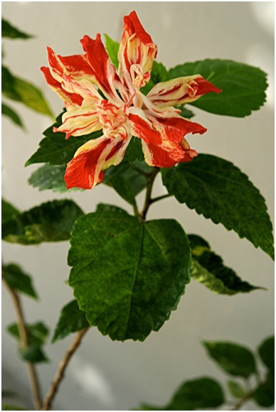 Hibiscus_3_02.jpg