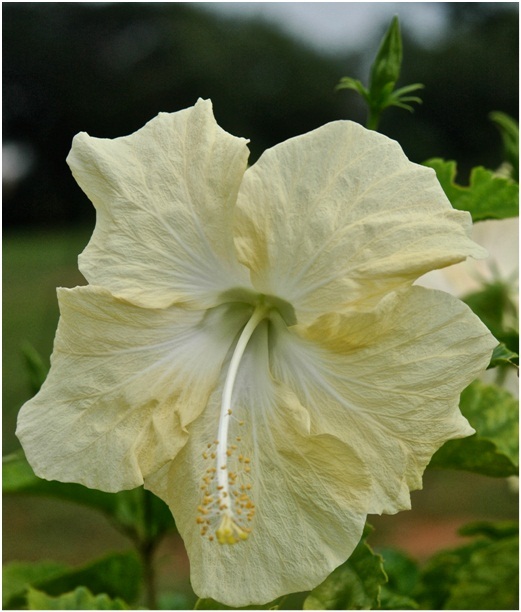 Hibiscus_3_03.jpg