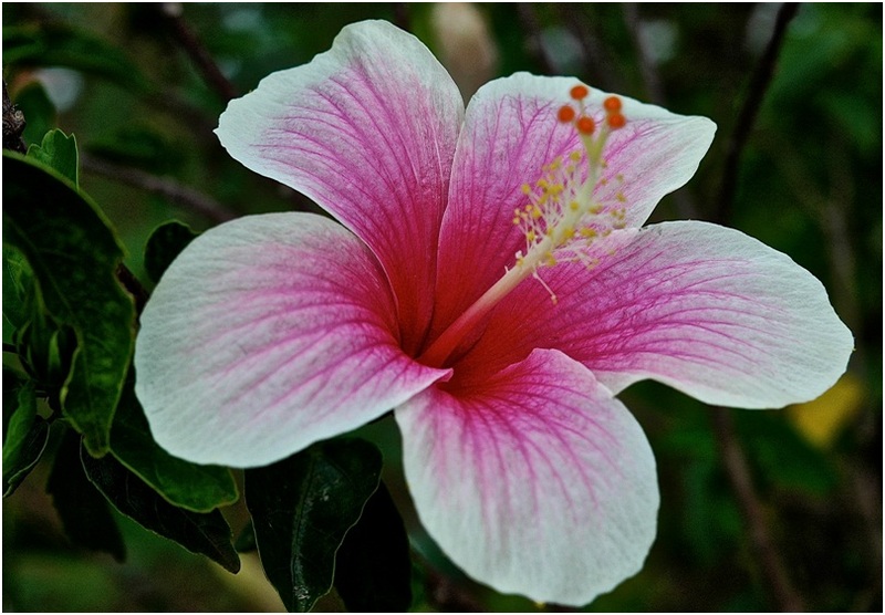Hibiscus_3_04.jpg