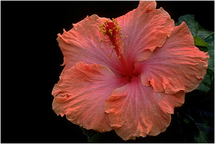 Hibiscus_3_05.jpg