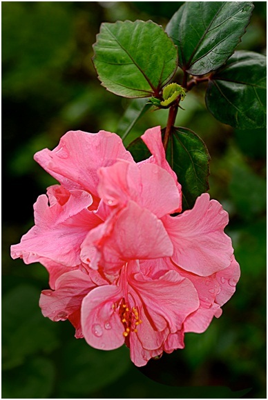 Hibiscus_4_03.jpg