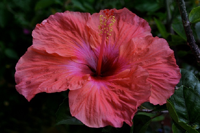Hibiscus_5_01.jpg