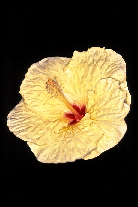 Hibiscus_5_02.jpg