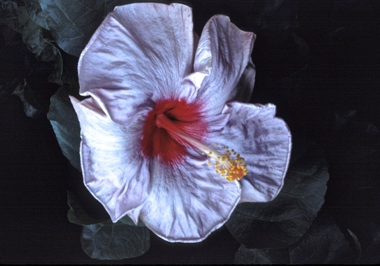 Hibiscus_5_03.jpg