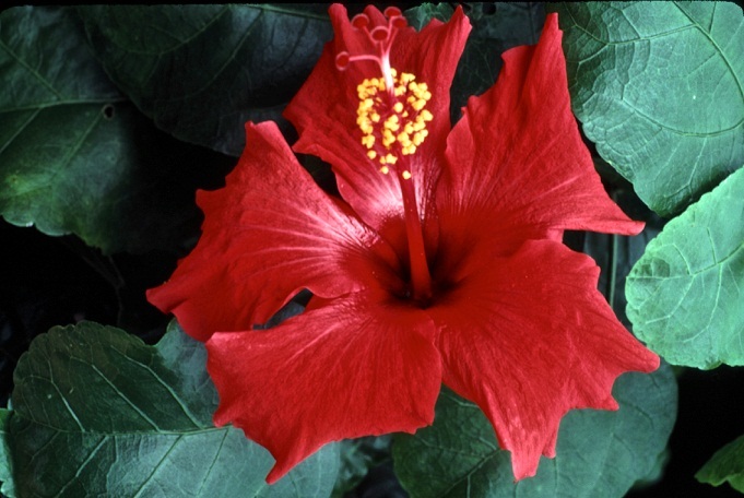 Hibiscus_5_04.jpg