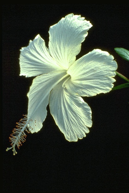 Hibiscus_5_05.jpg