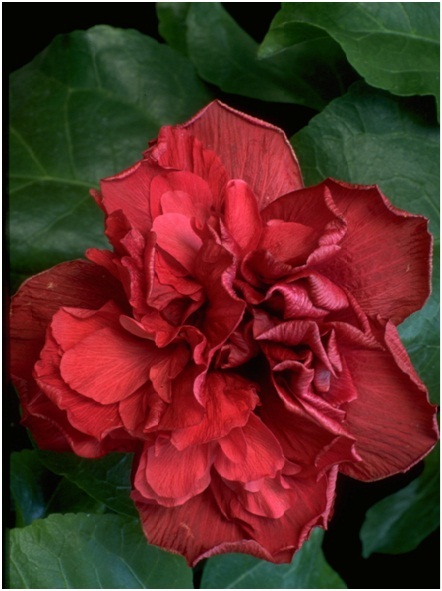 Hibiscus_6_01.jpg