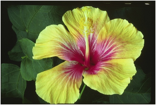 Hibiscus_7_02.jpg