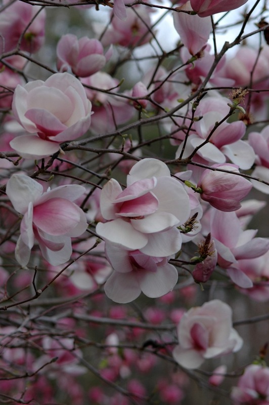 MagnificentMagnolias-4b.jpg