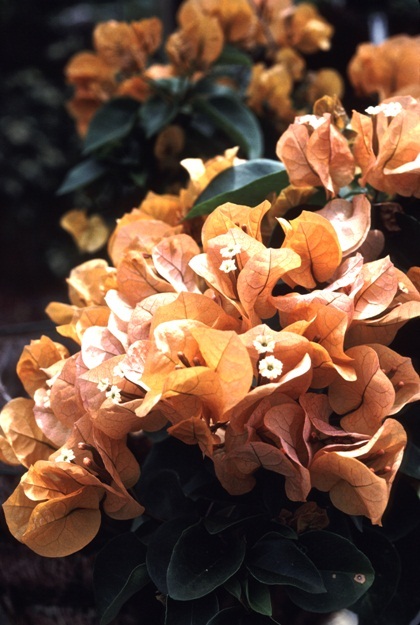 The_Brilliant_Bougainvilleas_Part_3a.jpg