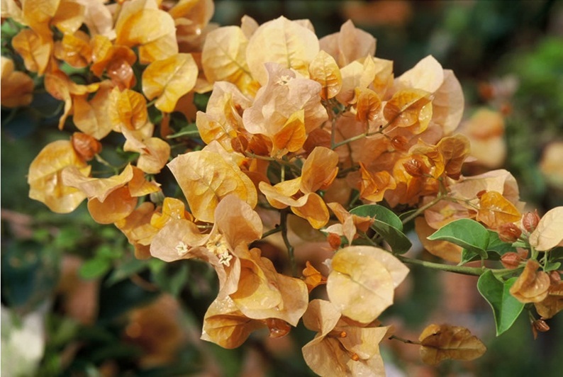 The_Brilliant_Bougainvilleas_Part_3c.jpg