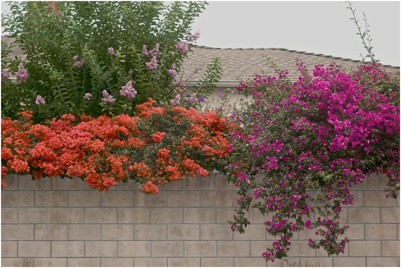 The_Brilliant_Bougainvilleas_Part_3e.jpg