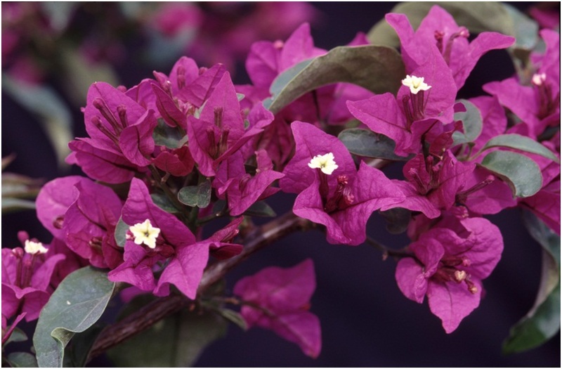 The_Brilliant_Bougainvilleas_Part_4c.jpg