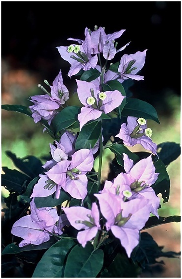 The_Brilliant_Bougainvilleas_Part_4d.jpg