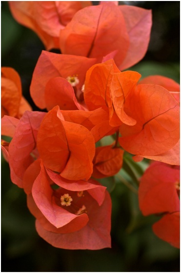 The_Brilliant_Bougainvilleas_Part_6a.jpg
