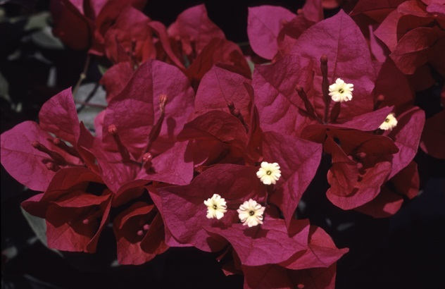 The_Brilliant_Bougainvilleas_Part_6b.jpg