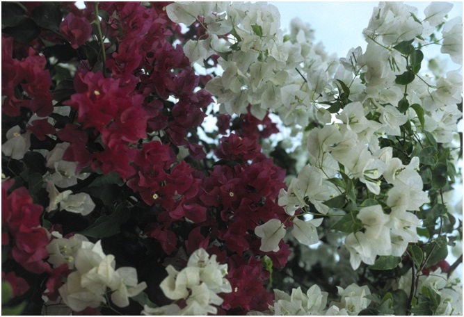 The_Brilliant_Bougainvilleas_Part_6c.jpg