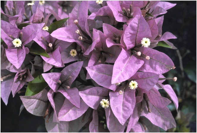 The_Brilliant_Bougainvilleas_Part_7a.jpg