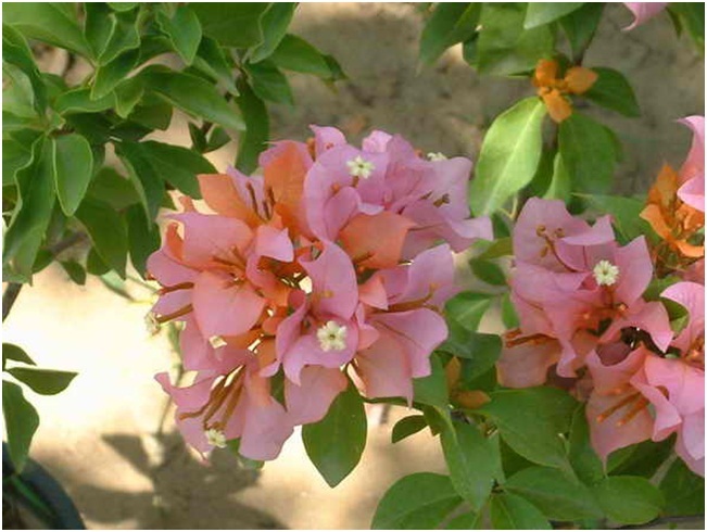 The_Brilliant_Bougainvilleas_Part_7d.jpg