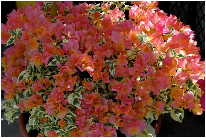 The_Brilliant_Bougainvilleas_Part_7e.jpg