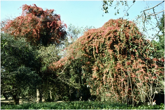 The_Brilliant_Bougainvilleas_Part_8b.jpg