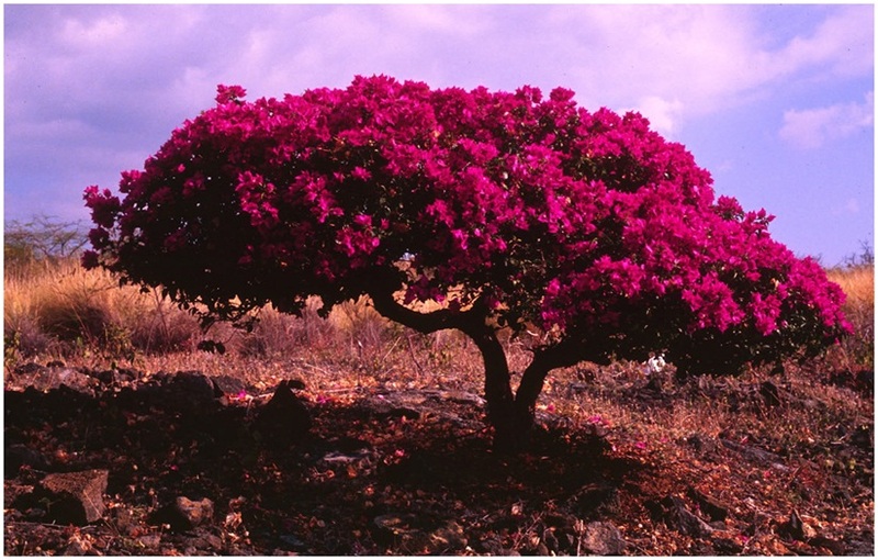 The_Brilliant_Bougainvilleas_Part_8c.jpg