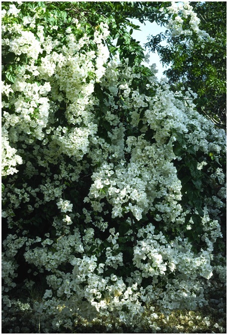 The_Brilliant_Bougainvilleas_Part_8d.jpg