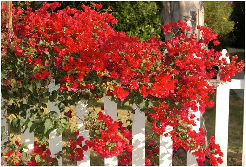 The_Brilliant_Bougainvilleas_Part_8f.jpg