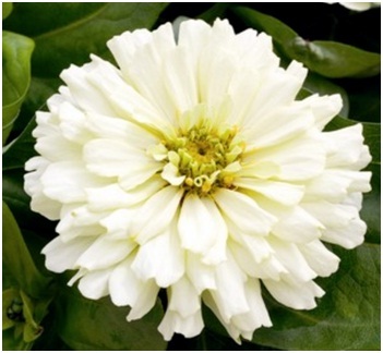 Zinnias_1.jpg